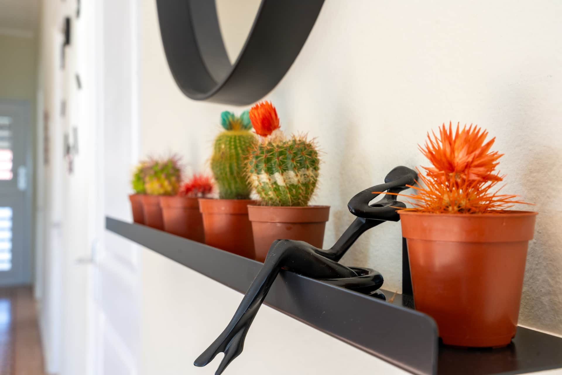 Cactussen op de plank in de gang